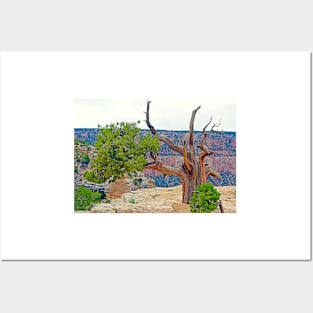 Grand Canyon Tree Study 3 Posters and Art